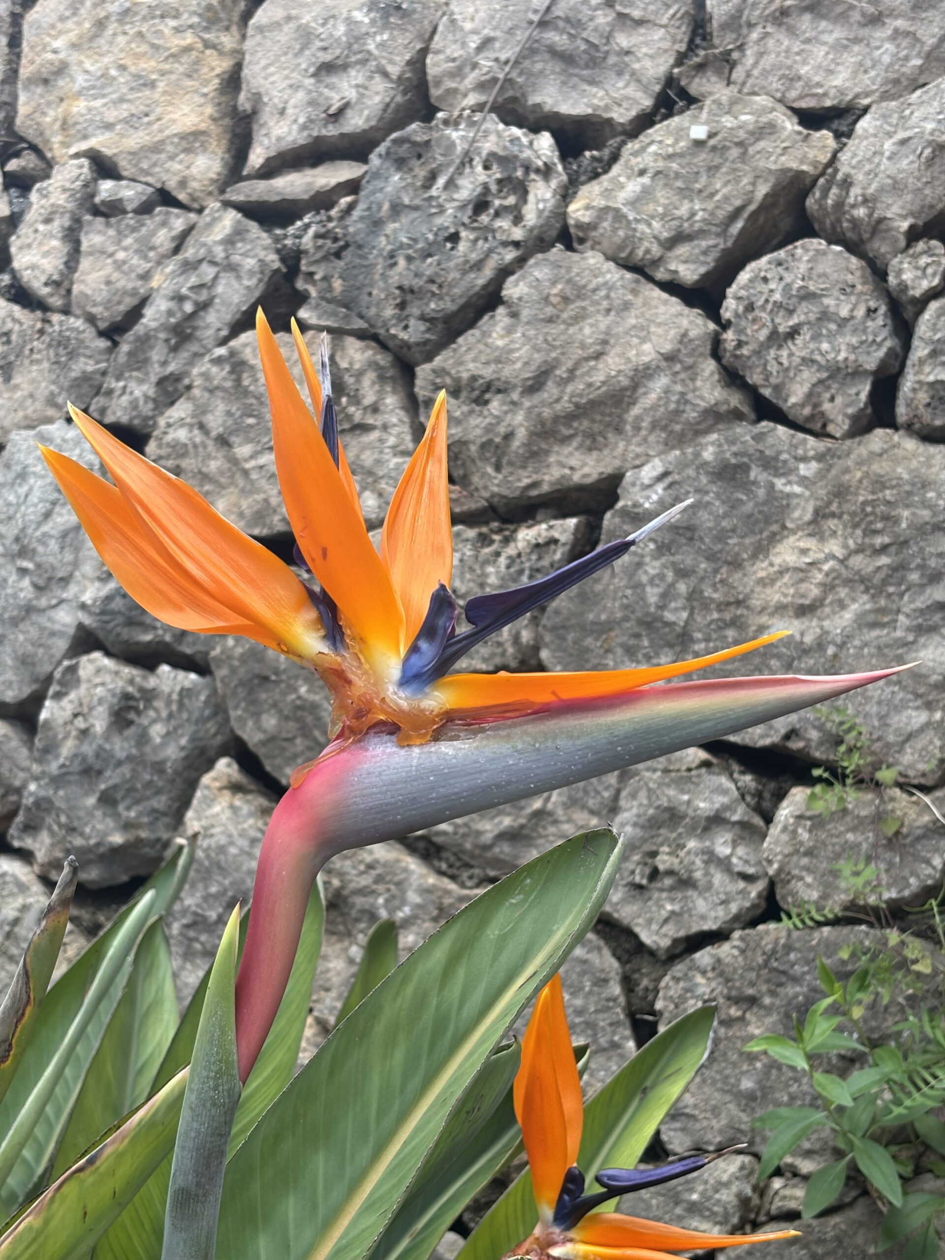 Bird of paradise